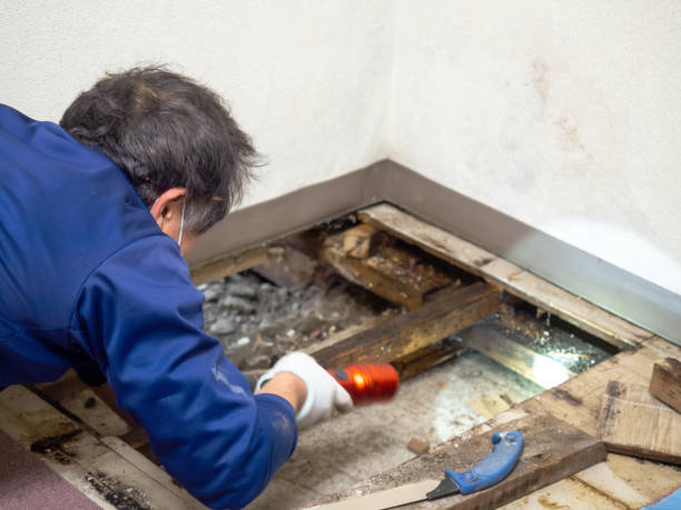 Best Certified Mold Removal  in Bisbee, AZ