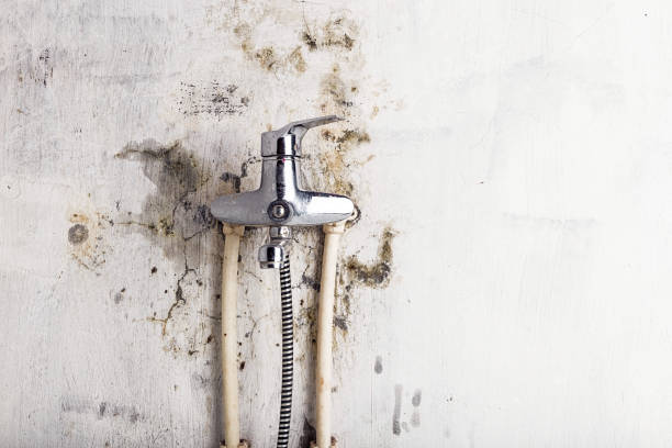 Best Professional Mold Removal  in Bisbee, AZ