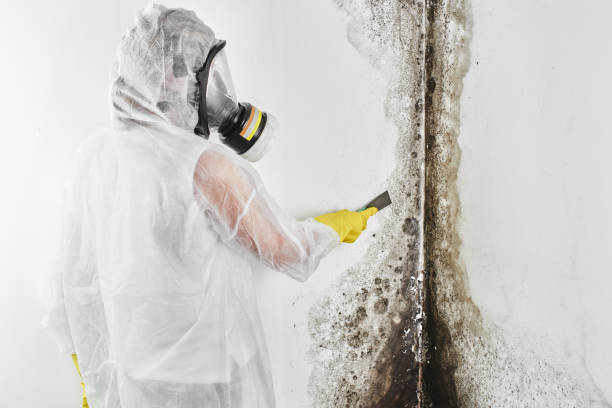 Office Mold Removal Services in Bisbee, AZ
