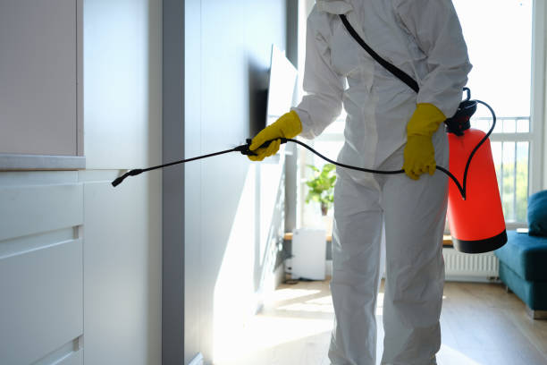 Attic Mold Removal in Bisbee, AZ