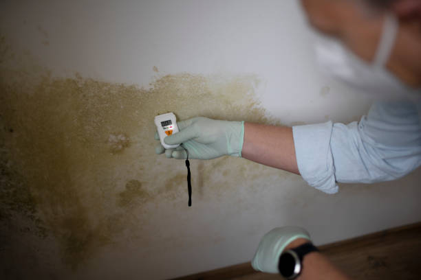Best Fast Mold Removal  in Bisbee, AZ