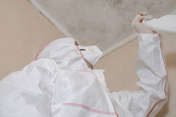 Best Mold Damage Repair  in Bisbee, AZ
