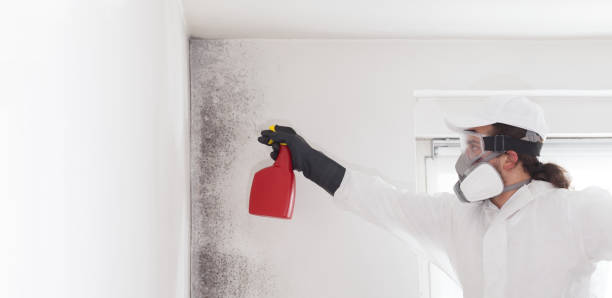 Mold Removal Process in Bisbee, AZ