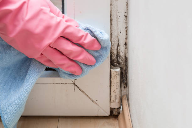 Best Mold Removal Process  in Bisbee, AZ