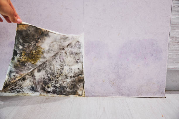 Best Mold Cleaning Services  in Bisbee, AZ